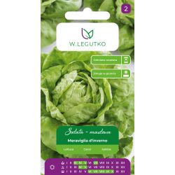 Sałata Meraviglia d'inverno 1.50g - Nasiona - W. Legutko