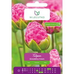 Tulipan Strawberry Cream różowy 4szt. - Cebule i Kłącza - W. Legutko Tulipan Strawberry Cream różowy 4szt. - Cebule i Kłącza - W. Legutko