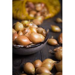 Cebula dymka zimująca Senshyu Yellow 500g - Cebule i Kłącza - W. Legutko Cebula dymka zimująca Senshyu Yellow 500g - Cebule i Kłącza - W. Legutko
