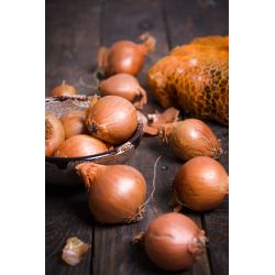 Cebula szalotka Golden Gourmet 250g - Cebule i Kłącza - W. Legutko Cebula szalotka Golden Gourmet 250g - Cebule i Kłącza - W. Legutko