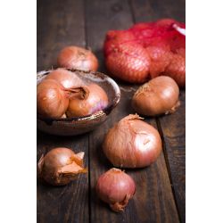 Cebula szalotka Red Sun 250g - Cebule i Kłącza - W. Legutko Cebula szalotka Red Sun 250g - Cebule i Kłącza - W. Legutko
