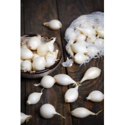 Cebula dymka White Snowball 250g - Cebule i Kłącza - W. Legutko Cebula dymka White Snowball 250g - Cebule i Kłącza - W. Legutko