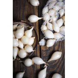 Cebula dymka White Snowball 300g - Cebule i Kłącza - W. Legutko Cebula dymka White Snowball 300g - Cebule i Kłącza - W. Legutko