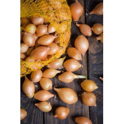 Cebula dymka Sturon 250g - Cebule i Kłącza - W. Legutko Cebula dymka Sturon 250g - Cebule i Kłącza - W. Legutko