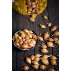 Cebula dymka Stuttgarter Riesen 250g - Cebule i Kłącza - W. Legutko Cebula dymka Stuttgarter Riesen 250g - Cebule i Kłącza - W. Legutko