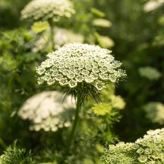 Aminek egipski (Koper...