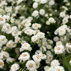 Krwawnik kichawiec The Pearl biały 0.20g - Nasiona - W. Legutko Krwawnik kichawiec The Pearl biały 0.20g - Nasiona - W. Legutko