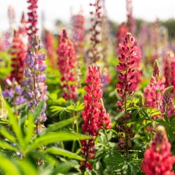 Łubin trwały ogrodowy Carmine karminowy 3g - Nasiona - W. Legutko Łubin trwały ogrodowy Carmine karminowy 3g - Nasiona - W. Legutko