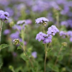 Żeniszek meksykański Blue Cutting niebieski 0.30g - Nasiona - W. Legutko Żeniszek meksykański Blue Cutting niebieski 0.30g - Nasiona - W. Legutko