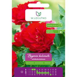 Begonia bulwiasta wielkokw. czerwona 2szt. - Cebule i Kłącza - W. Legutko Begonia bulwiasta wielkokw. czerwona 2szt. - Cebule i Kłącza - W. Legutko