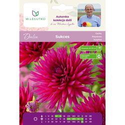 Dalia Sukces purpurowo-fioletowa 1szt. - Kolekcja W.Legutko - Cebule i Kłącza - W. Legutko Dalia Sukces purpurowo-fioletowa 1szt. - Kolekcja W.Legutko - Cebule i Kłącza - W. Legutko