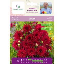 Dalia Velvet purpurowo-wiśniowa 1szt. - Kolekcja W.Legutko - Cebule i Kłącza - W. Legutko Dalia Velvet purpurowo-wiśniowa 1szt. - Kolekcja W.Legutko - Cebule i Kłącza - W. Legutko