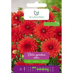 Dalia Elektra cynobrowa 1szt. - Cebule i Kłącza - W. Legutko