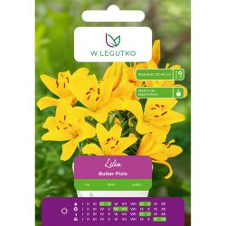 Lilia Butter Pixie żółta 1szt. - Cebule i Kłącza - W. Legutko Lilia Butter Pixie żółta 1szt. - Cebule i Kłącza - W. Legutko