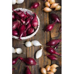 Cebula dymka mix kolorów 250g - Cebule i Kłącza - W. Legutko Cebula dymka mix kolorów 250g - Cebule i Kłącza - W. Legutko