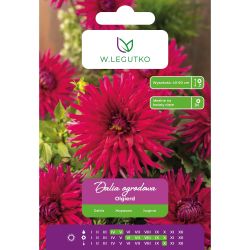Dalia Olgierd purpurowofioletowa 1 szt. - Cebule i Kłącza - W. Legutko