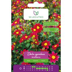 Dalia Strawberry szkarłatna 1szt. - Cebule i Kłącza - W. Legutko