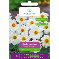 Dalia White Butterfly biała 1 szt. - Cebule i Kłącza - W. Legutko