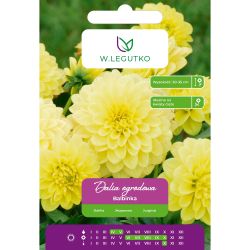 Dalia Balbinka cytrynowo-żółta 1szt. - Cebule i Kłącza - W. Legutko