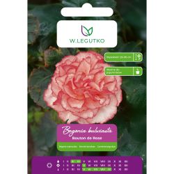 Begonia bulwiasta Bouton de Rose czerwono-biała 2szt. - Cebule i Kłącza - W. Legutko