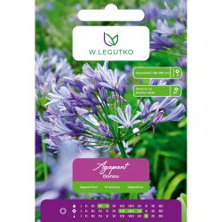 Agapant Donau niebieski 1szt. - Cebule i Kłącza - W. Legutko Agapant Donau niebieski 1szt. - Cebule i Kłącza - W. Legutko