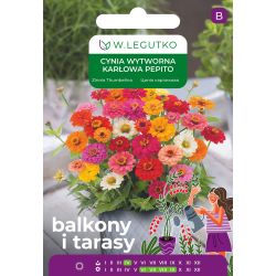 Cynia wytworna Pepito mieszanka 0.50g na balkon i taras - Nasiona - W. Legutko Cynia wytworna Pepito mieszanka 0.50g na balkon i taras - Nasiona - W. Legutko