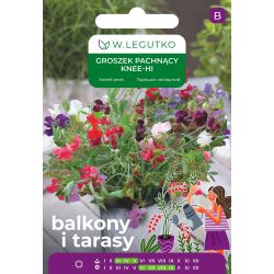 Groszek pachnący Knee-Hi mieszanka 5g na balkon i taras - Nasiona - W. Legutko Groszek pachnący Knee-Hi mieszanka 5g na balkon i taras - Nasiona - W. Legutko