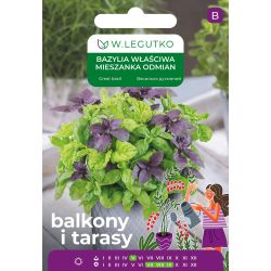 Bazylia właściwa mieszanka odmian typ patio 0.50g na balkon i taras - Nasiona - W. Legutko Bazylia właściwa mieszanka odmian typ patio 0.50g na balkon i taras - Nasiona - W. Legutko