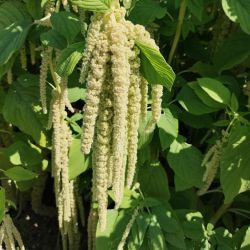 Szarłat zwisły zielony 0.20g - Nasiona - W. Legutko Szarłat zwisły zielony 0.20g - Nasiona - W. Legutko