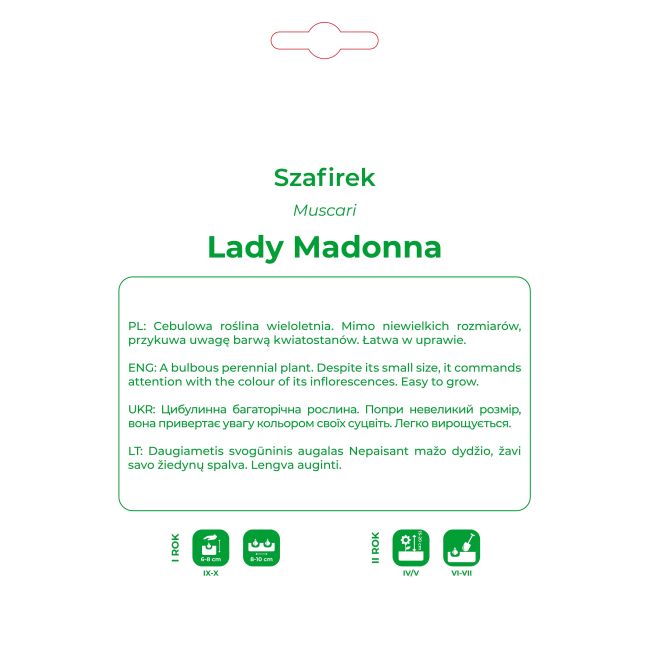 Szafirek Lady Madonna biały 5szt. - Cebule i Kłącza - W. Legutko