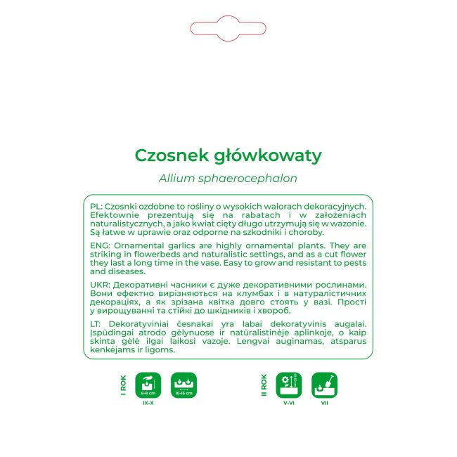 Czosnek główkowaty fioletowy 10szt. - Cebule i Kłącza - W. Legutko