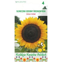 Słonecznik Amor Anter złoto-żółty z ciemnym środkiem 2g - Nasiona - W. Legutko Słonecznik Amor Anter złoto-żółty z ciemnym środkiem 2g - Nasiona - W. Legutko