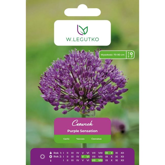 Czosnek Purple Sensation fioletowy 2szt. duże cebulki - Cebule i Kłącza - W. Legutko