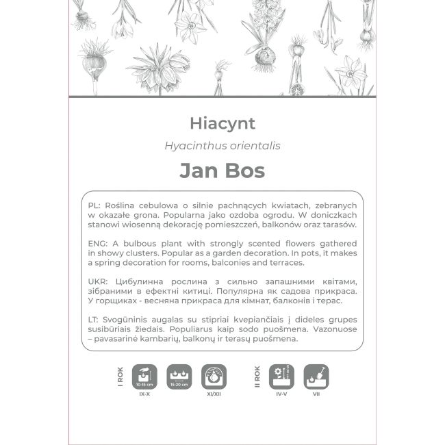 Hiacynt Jan Bos czerwony 2szt. - Cebule i Kłącza - W. Legutko