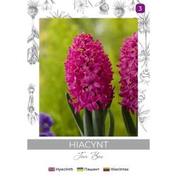 Hiacynt Jan Bos czerwony 2szt. - Cebule i Kłącza - W. Legutko Hiacynt Jan Bos czerwony 2szt. - Cebule i Kłącza - W. Legutko
