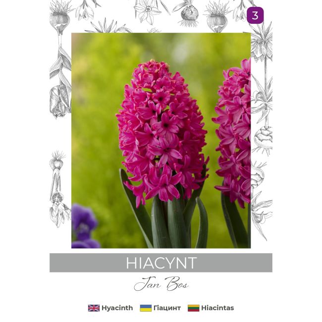 Hiacynt Jan Bos czerwony 2szt. - Cebule i Kłącza - W. Legutko Hiacynt Jan Bos czerwony 2szt. - Cebule i Kłącza - W. Legutko
