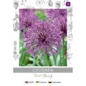 Czosnek Violet Beauty fioletowy 4szt. - Cebule i Kłącza - W. Legutko