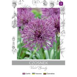 Czosnek Violet Beauty fioletowy 4szt. - Cebule i Kłącza - W. Legutko Czosnek Violet Beauty fioletowy 4szt. - Cebule i Kłącza - W. Legutko
