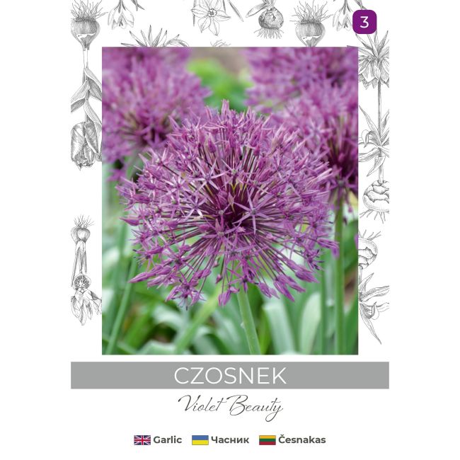 Czosnek Violet Beauty fioletowy 4szt. - Cebule i Kłącza - W. Legutko Czosnek Violet Beauty fioletowy 4szt. - Cebule i Kłącza - W. Legutko