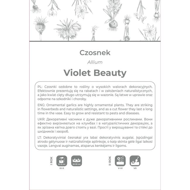 Czosnek Violet Beauty fioletowy 4szt. - Cebule i Kłącza - W. Legutko