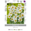 Narcyz Geranium biały 3szt. - Cebule i Kłącza - W. Legutko