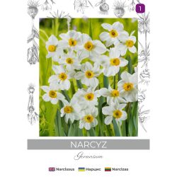 Narcyz Geranium biały 3szt. - Cebule i Kłącza - W. Legutko Narcyz Geranium biały 3szt. - Cebule i Kłącza - W. Legutko