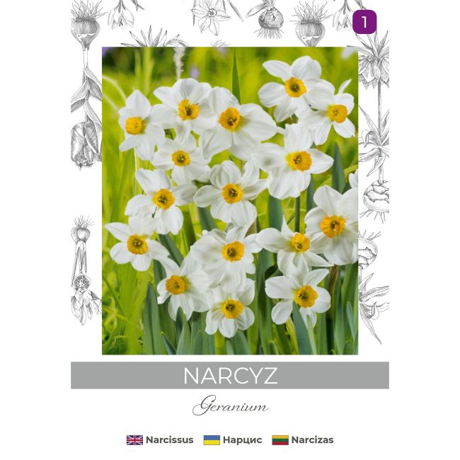 Narcyz Geranium biały 3szt. - Cebule i Kłącza - W. Legutko Narcyz Geranium biały 3szt. - Cebule i Kłącza - W. Legutko