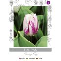 Tulipan Flaming Flag fioletowo-biały 4szt. - Cebule i Kłącza - W. Legutko