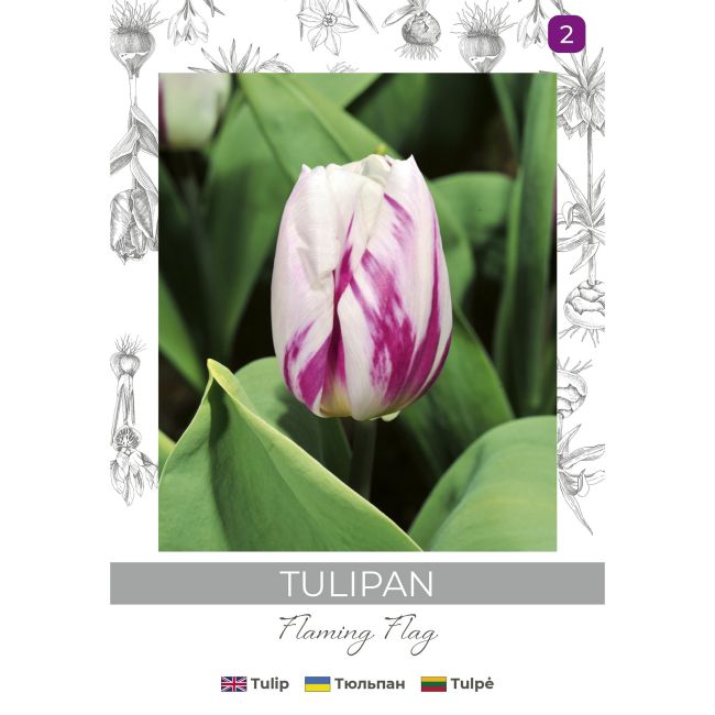 Tulipan Flaming Flag fioletowo-biały 4szt. - Cebule i Kłącza - W. Legutko Tulipan Flaming Flag fioletowo-biały 4szt. - Cebule i Kłącza - W. Legutko