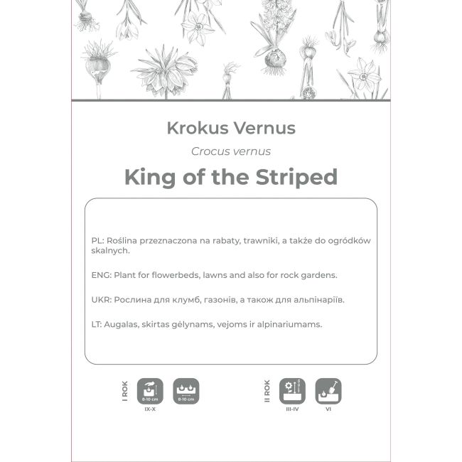 Krokus King of the Striped niebieski, paskowany 5szt. - Cebule i Kłącza - W. Legutko