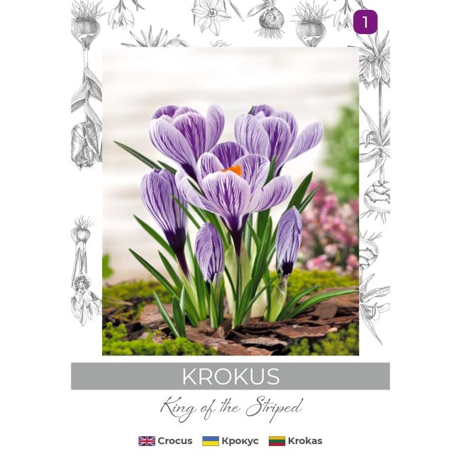 Krokus King of the Striped niebieski, paskowany 5szt. - Cebule i Kłącza - W. Legutko Krokus King of the Striped niebieski, paskowany 5szt. - Cebule i Kłącza - W. Legutko