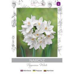 Narcyz Pepperziva White biały 3szt. - Cebule i Kłącza - W. Legutko Narcyz Pepperziva White biały 3szt. - Cebule i Kłącza - W. Legutko