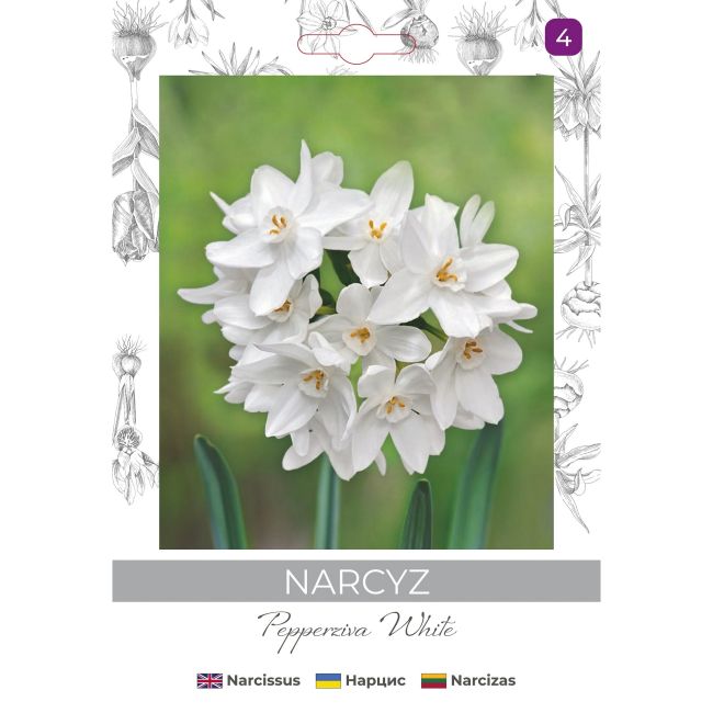 Narcyz Pepperziva White biały 3szt. - Cebule i Kłącza - W. Legutko Narcyz Pepperziva White biały 3szt. - Cebule i Kłącza - W. Legutko