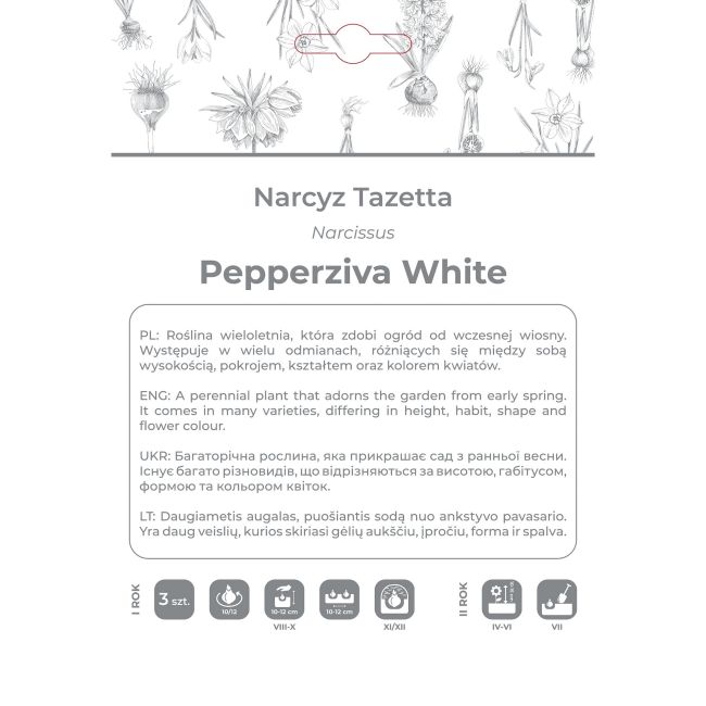 Narcyz Pepperziva White biały 3szt. - Cebule i Kłącza - W. Legutko